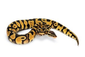 Python regius, pastel yellow belly